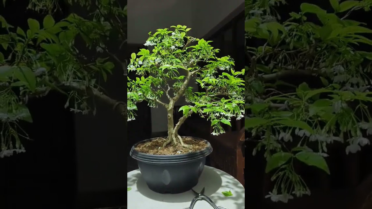 flowering Bonsai plant wrightia religiosa for sale 