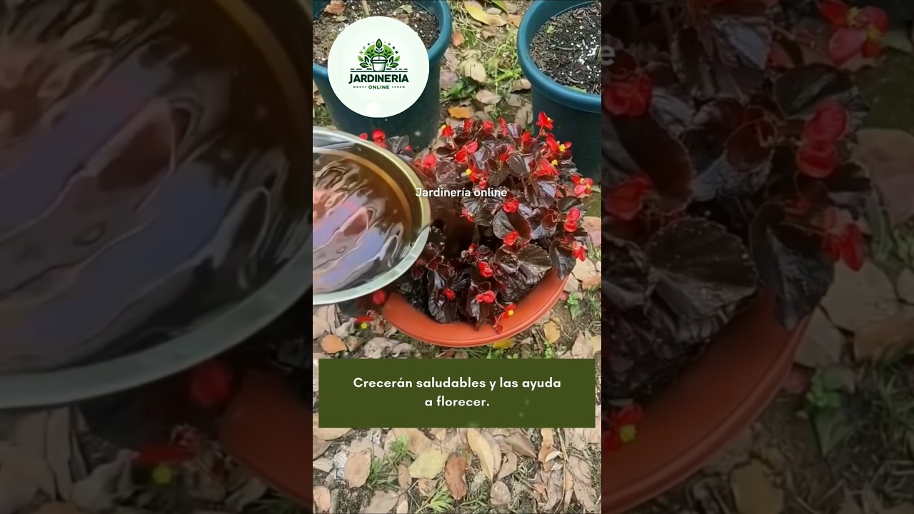 Esto har&aacute; florecer tus plantas #gardening #garden #jardiner&iacute;a #plants #jardin #jardinagem #jardinero