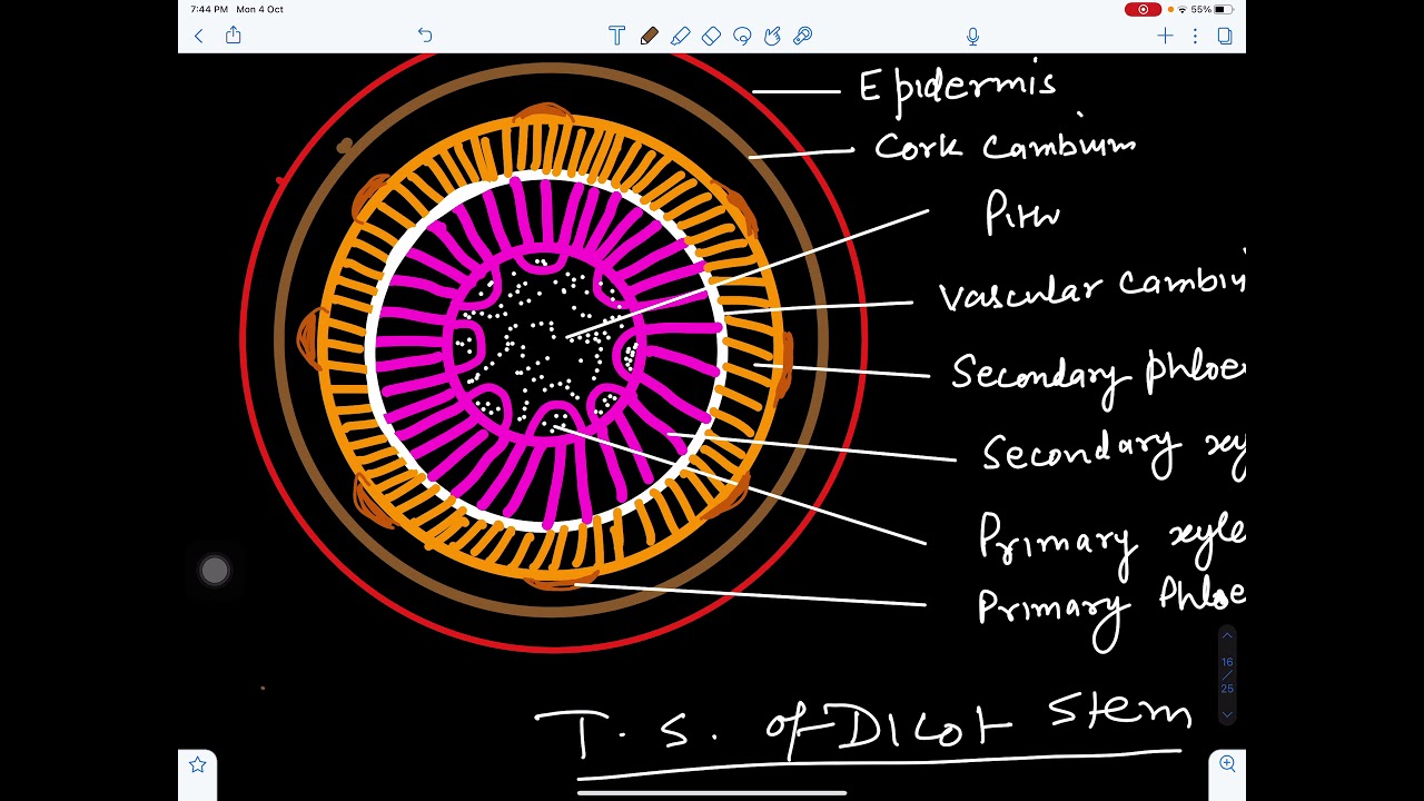 Secondary Growth in Dicot Stem