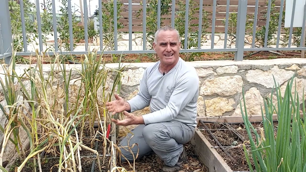 לקטוף את השום