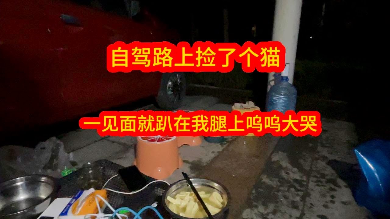 自驾游路上捡到流浪猫，一见面扑进我怀里呜呜大哭，到底怎么回事