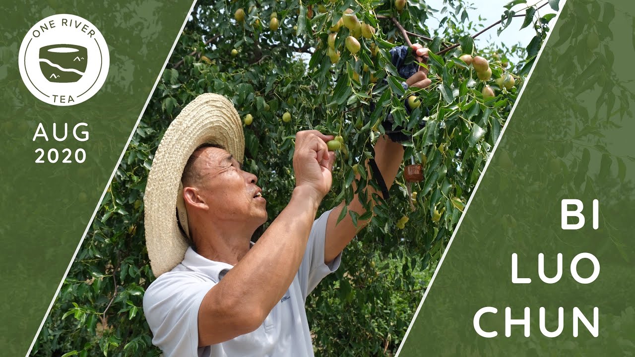 Biluochun: Jiangsu Green Tea (sourcing)