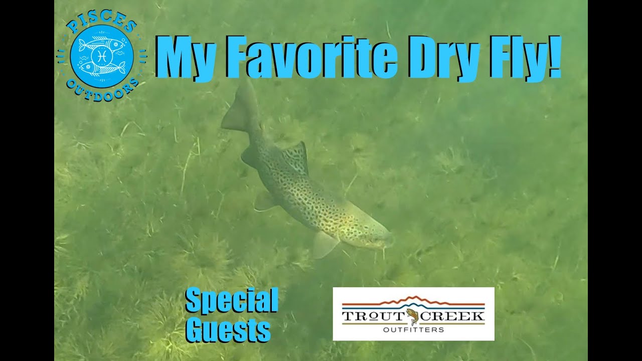 Best Dry Fly To Pick With Trout Creek Outfitters Fly Fishing High Sierra Back Country Brown Trout
