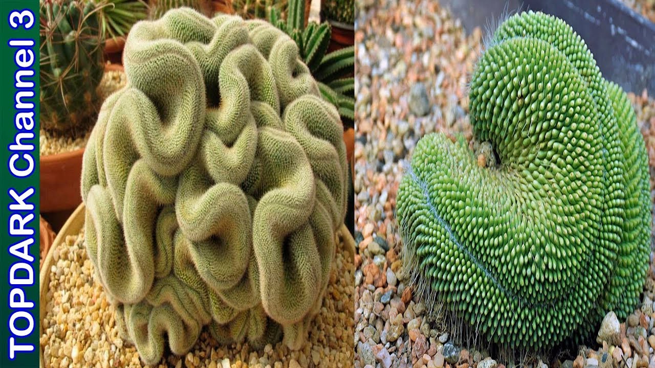 20 Cactus monstruo mas espectaculares