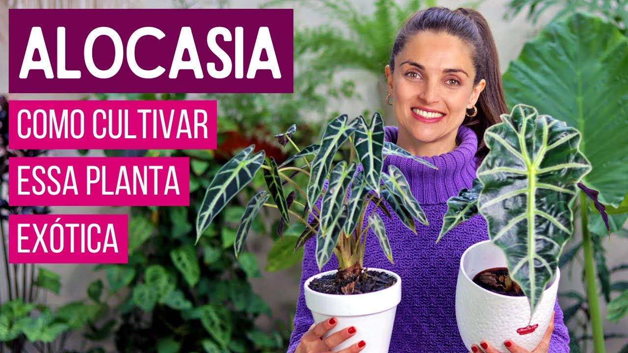 ALOCASIA 🌿 COMO CULTIVAR essa folhagem LINDA e EXÓTICA