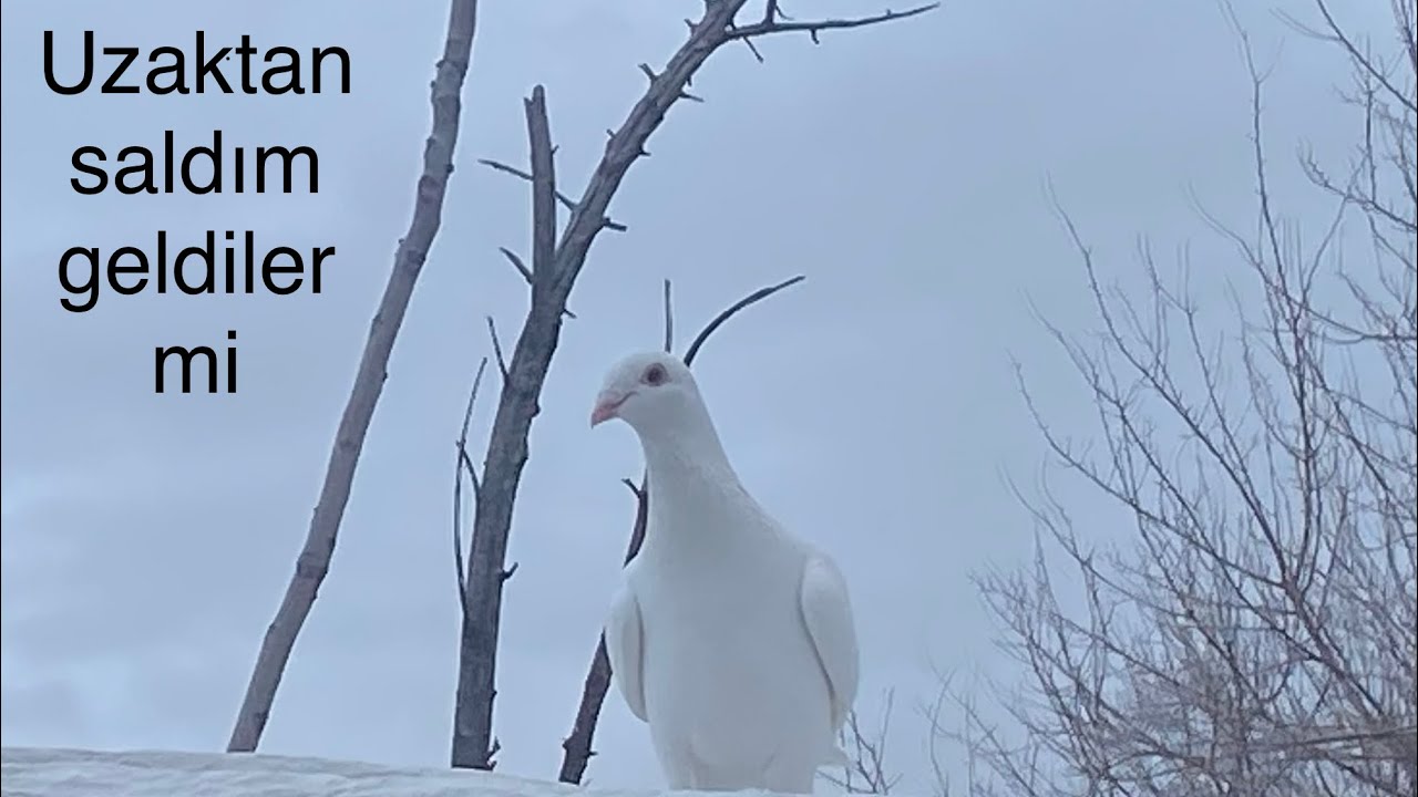 Uzak salım yaptım bakalım geleceklermi 