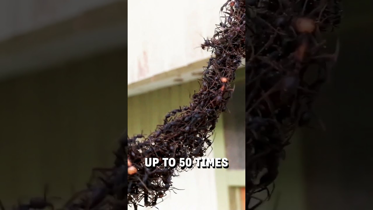 Army of ants build a bridge to invade a wasps nest! 👀🤯  -  🎥 Viralhog