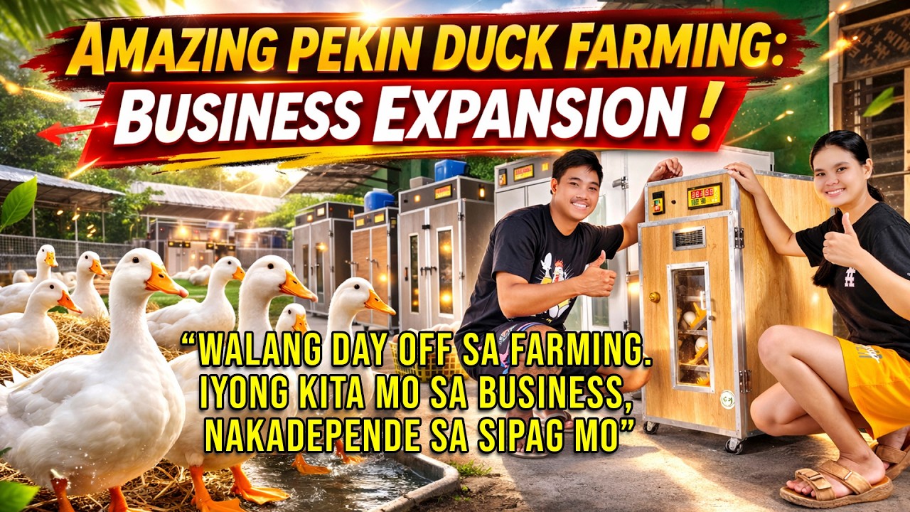 AMAZING PEKIN DUCK FARMING: MAGJOWA, TULOY SA PAG-EXPAND NG KANILANG PEKIN DUCK BUSINESS!