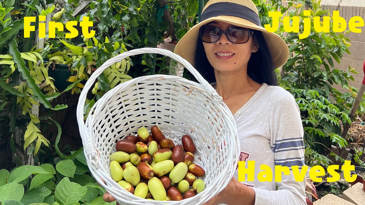 Jujube harvest. How to harvest jujube from backyard-3 varieties on one tree. ເກັບໝາກກະທັນ/L.A. USA