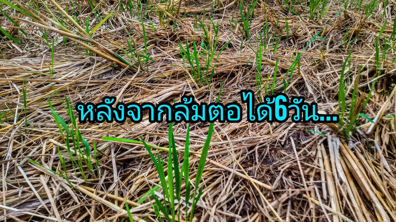 วันนี้มาอัพเดด ข้าวล้มตอ... พิโลก2. หลังจากล้มได้6วัน