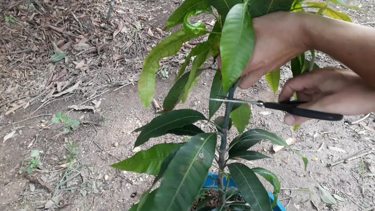Enxerto De Manga Como Fazer Aprenda Nesse Video