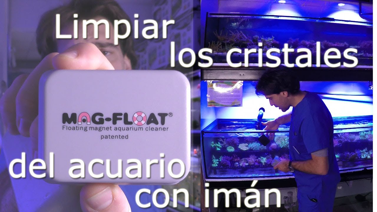 Cómo limpiar los cristales del acuario con un imán limpiador