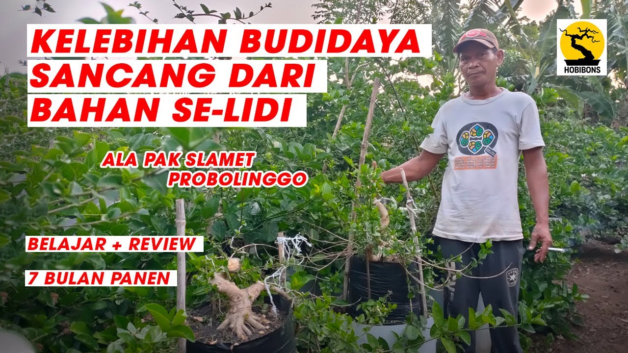 BELAJAR BUDIDAYA BONSAI SANCANG ALA PAK SLAMET PROBOLINGGO | BONSAI SANCANG