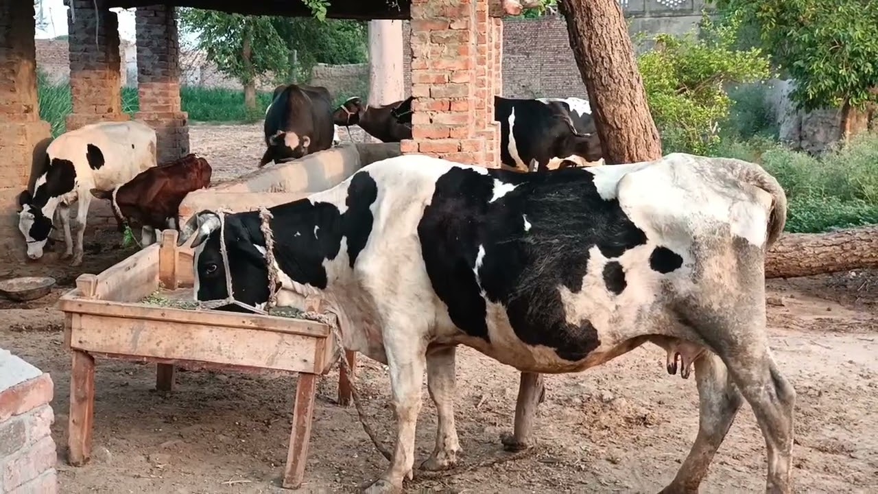 A Day With My Village Animals | Peaceful Farm Life You Need To See