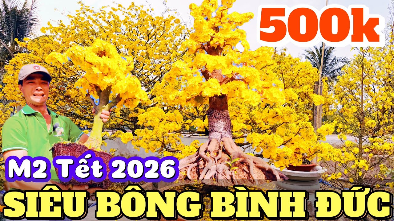 Đẹp té xỉu siêu bông Bình Đức mùng 2 Tết 2026 trăm chậu mai hoa tròn nhuỵ to chùm cục cục giá từ 500