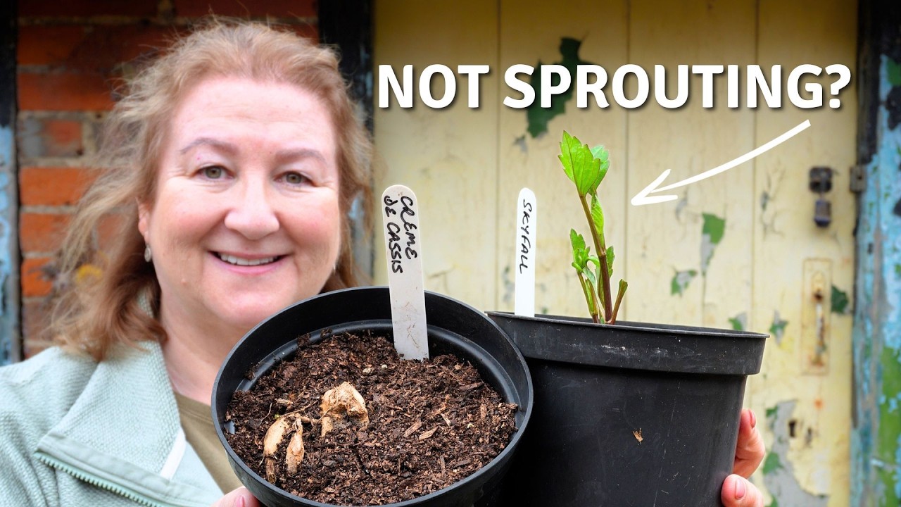 Dahlias Not Growing? What To Do (and How Often to Water)// Cottoverdi