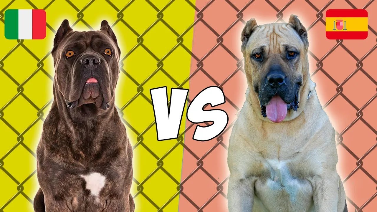 Mastin Italiano vs Presa Canario en ESPAÑOL   Cane Corso vs Presa Canario