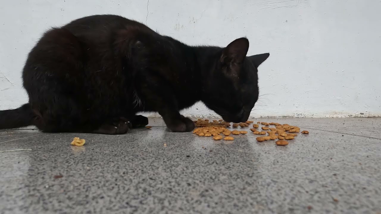 Black cat, Simple Daily Life Where Cats Are Eating Food