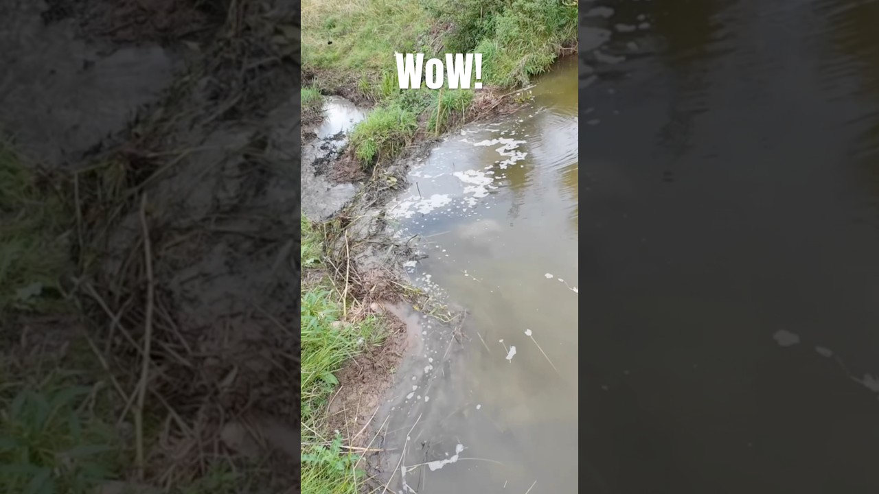I did like this beaver Dam removal very much!#asmr #beaverdam #drain #meditation #shorts
