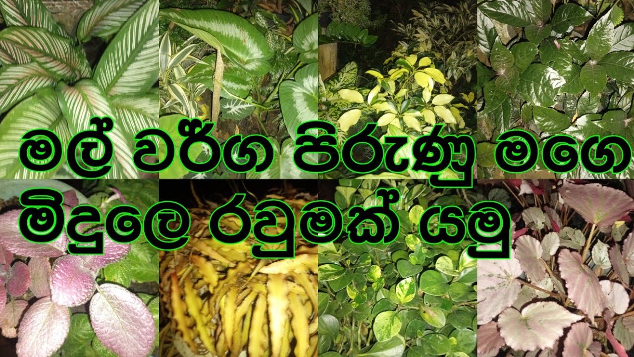 මගෙ Garden එකට මම එකතු කරපු මල්|Suraji Home Garden #garden #gardening #plants 😎🌸