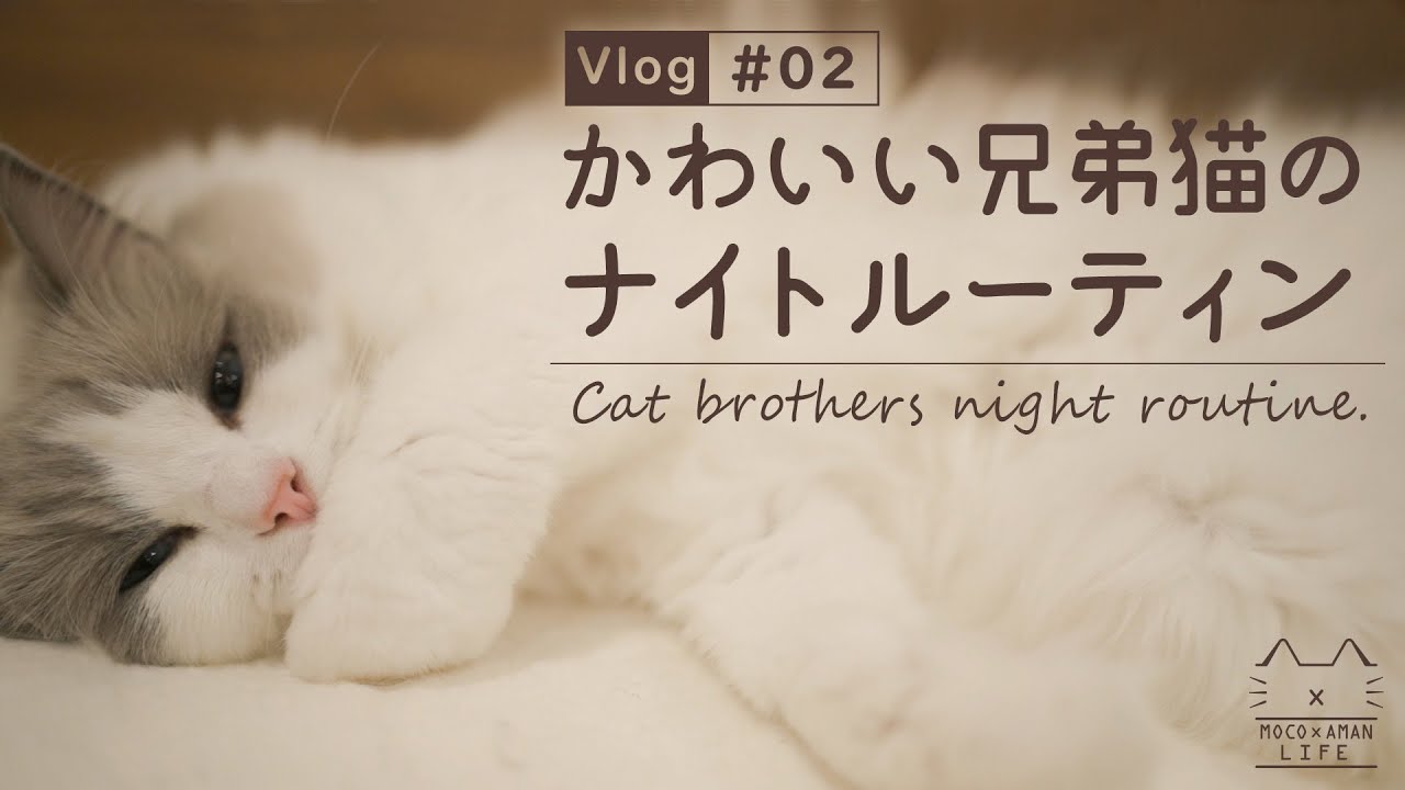 【猫兄弟ナイトルーティン】ラグドールのかわいい時間【vlog #02】Cat brothers night routine