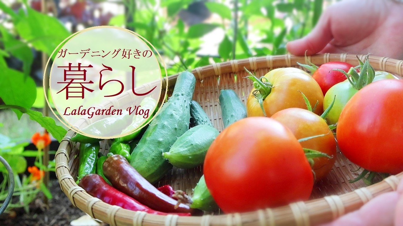 【ガーデニングと暮らしのVlog】夏野菜を収穫して食べる・夏の庭仕事の後はビネガージュース・夏の森・LalaGarden Vlog