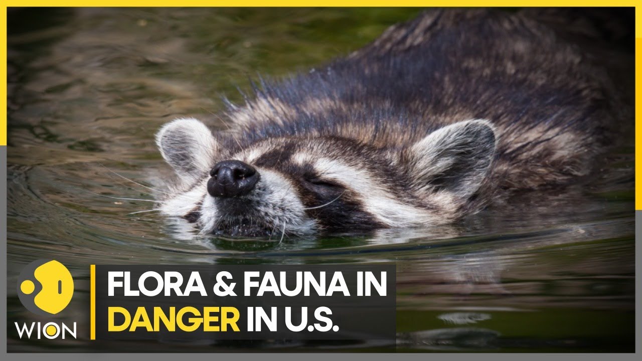 Plant & animal species in danger of disappearing in U.S. | WION Climate Tracker | World English News