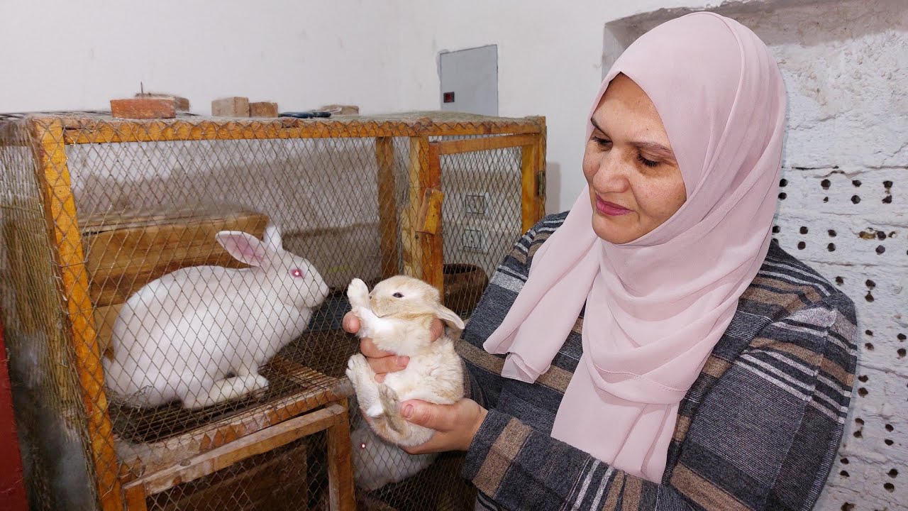 مواليد ارانب جدد وكتاكيت جديده فى المفرخ