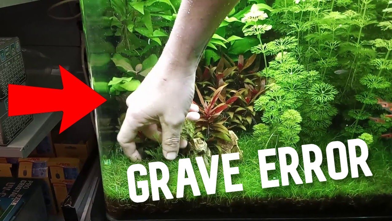 Errores que ponen en Peligro tus Plantas