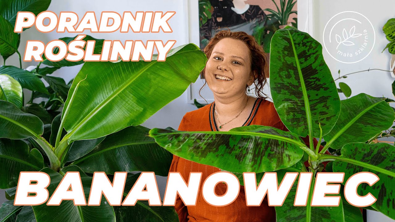 BANANOWIEC - jak uprawiać bananowce? PIELĘGNACJA, stanowisko, podlewanie
