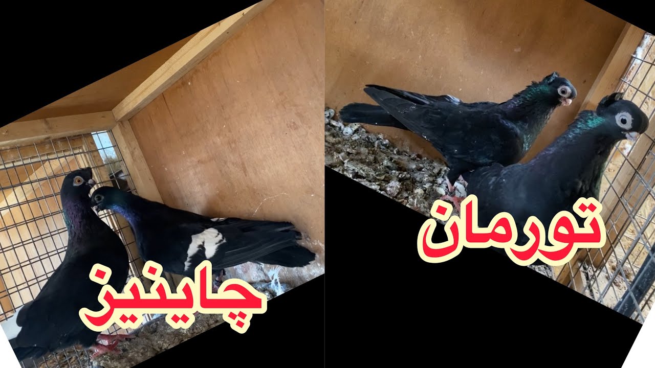 وصلتني طيور نادره من المانيا وحمام الچاينيز