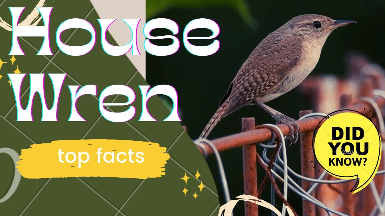 House Wren facts