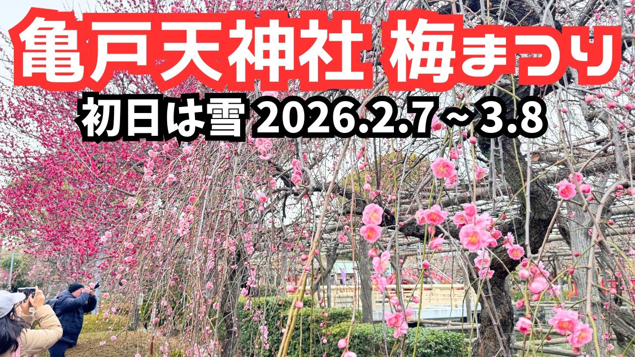 【速報】亀戸天神 梅まつり｜見頃は？3/8まで / Kameido Tenjin Plum Festival｜In Full Bloom? Until Mar 8