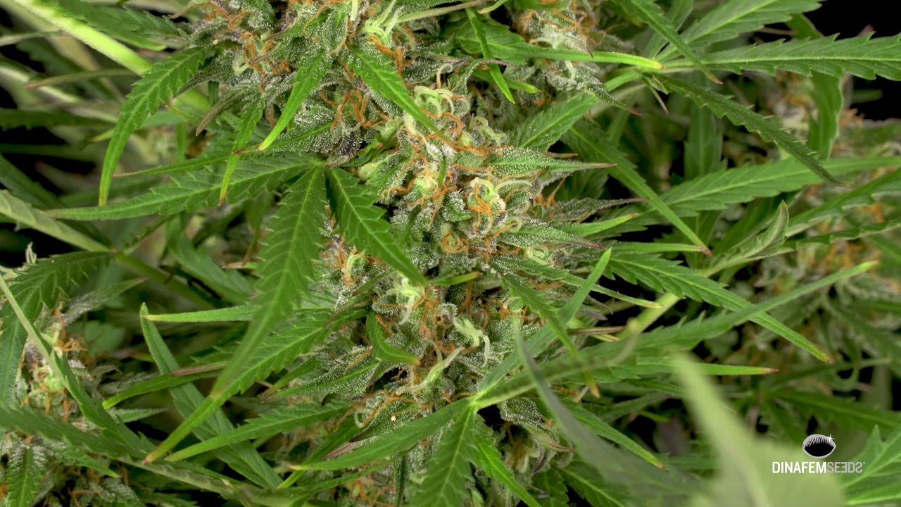 Gorilla Autoflowering marijuana strain