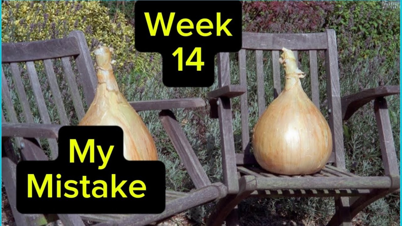 Giant onion’s, the mistake I made.  #gogc2526 