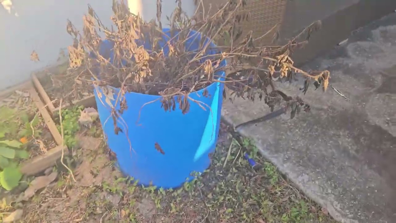 What my garden looks like 2 days after the Great freeze