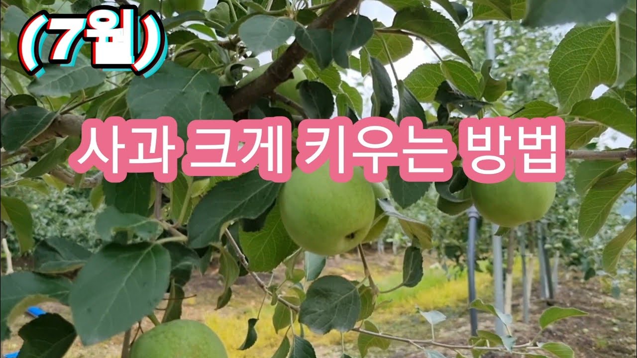 (7월)사과 키우는 방법