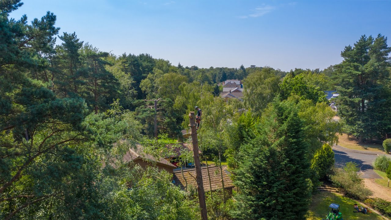 Pine Tree Removal