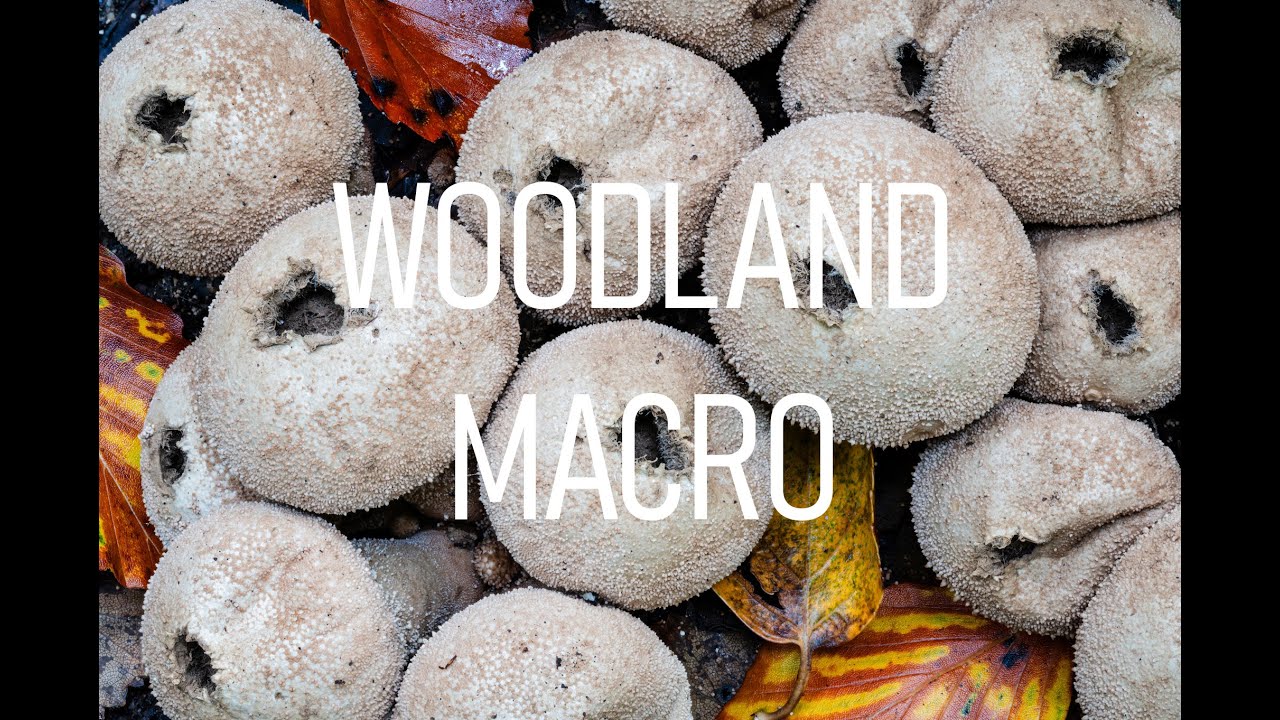 Woodland Macro