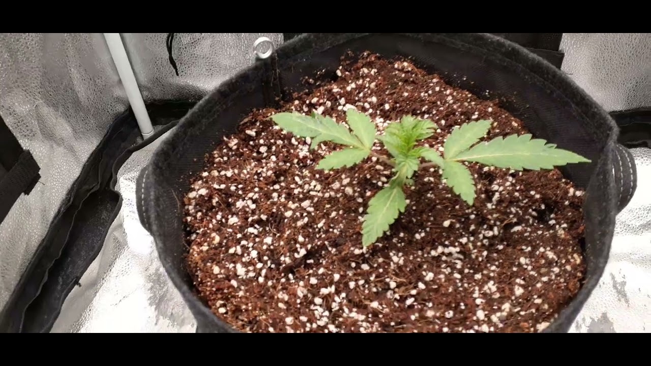 Week 3 Spider Farmer G3000 medical marijuana grow Gorilla Cookies,  Pure Instinto seeds Coco grow