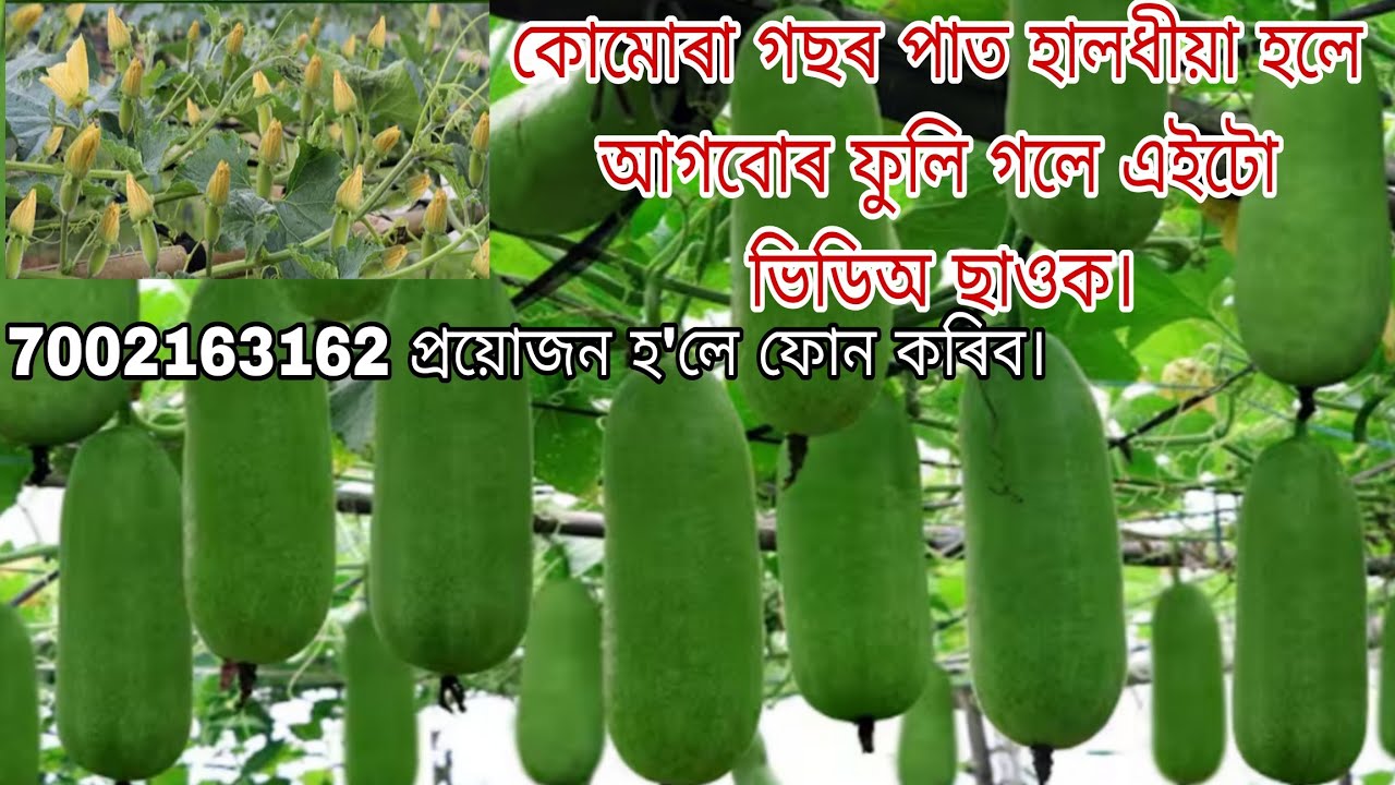 কোমোৰা খেতি। এইটো খেতিৰ পাত হালধীয়া হলে আগবোৰ কেঁকোৰা মাৰিলে ভিডিঅটো চাব। HOW TO GROW ASH GURD.