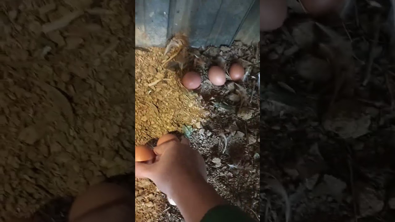 PALABASIN NATIN SA KULUNGAN ANG MGA MANOK #ofwtaiwan #poultry