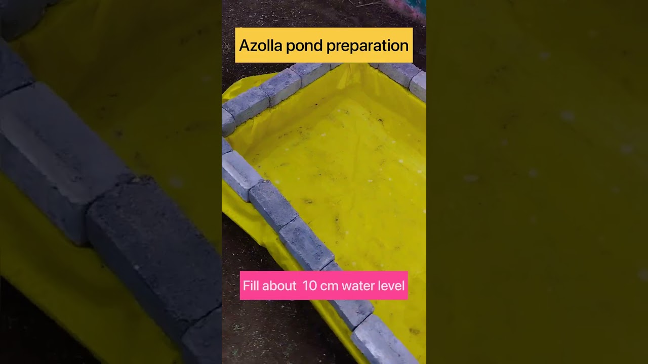 Azolla production #Dr Pankaj Mahore #dairy