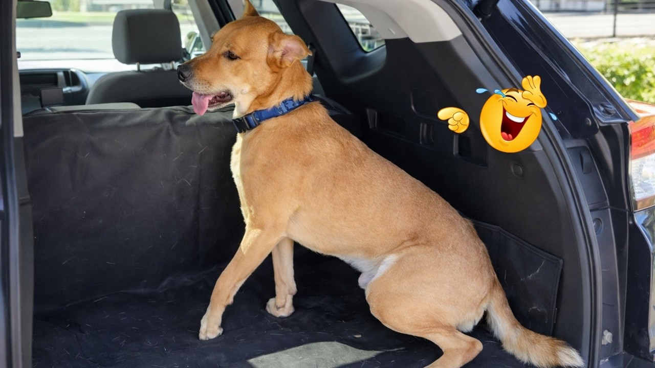 New FUNNY DOGS That Will Make You Laugh To Tears 😂🐕 Best Funny Dog Compilation 2026