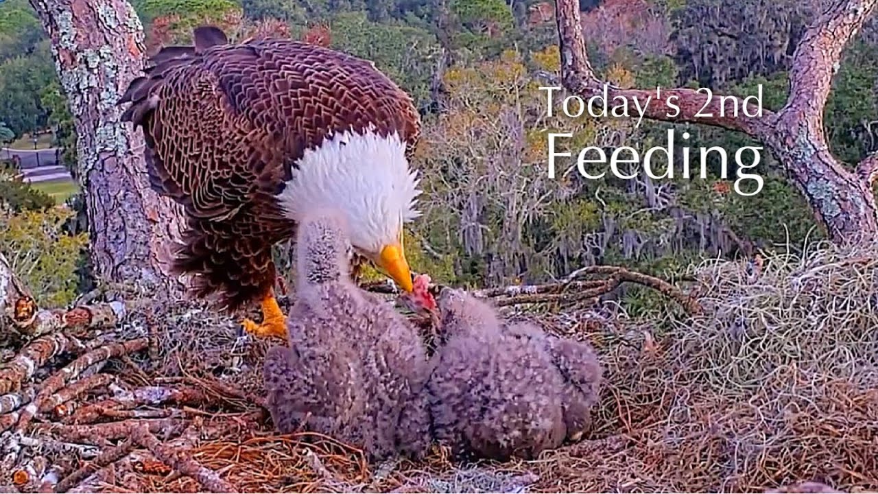 #203🦅NE32🐥21° & NE33🐥19°／NEFL 2025-2026／Gabby💗Beau／by American Eagle Foundation