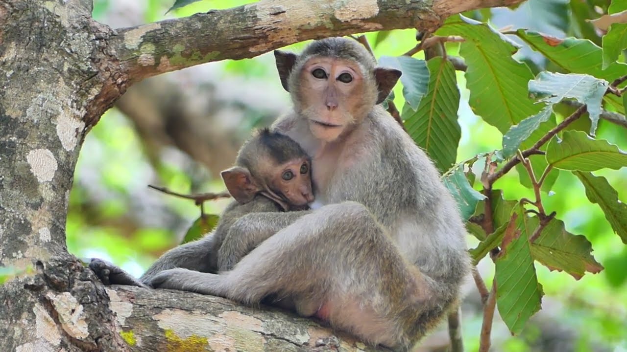Adorable baby monkey playing with nature and enjoy life