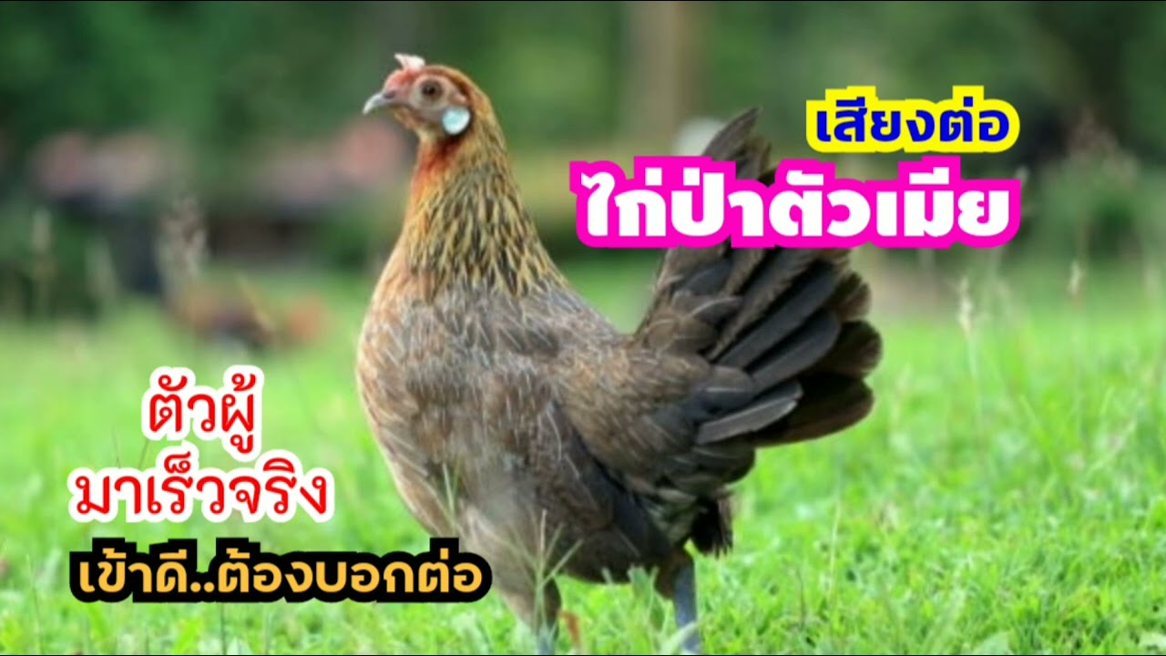เสียงไก่ป่าตัวเมีย🐔อยากผสมพันธุ์..ร้องหาตัวผู้🐓เข้าดีต้องบอกต่อ แท้100%🐓🐔🐤