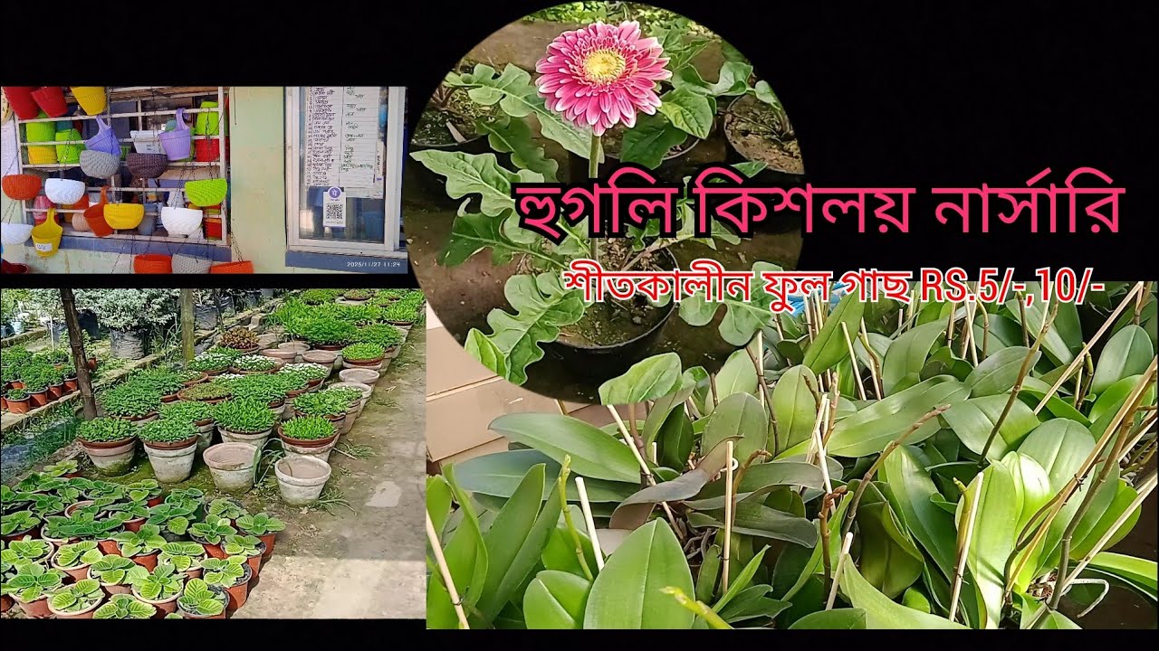 Kisholoy Nursery 2025  NovemberWinter Collection . #কিশলয় নার্সারি#plant #garden #floweringplants 