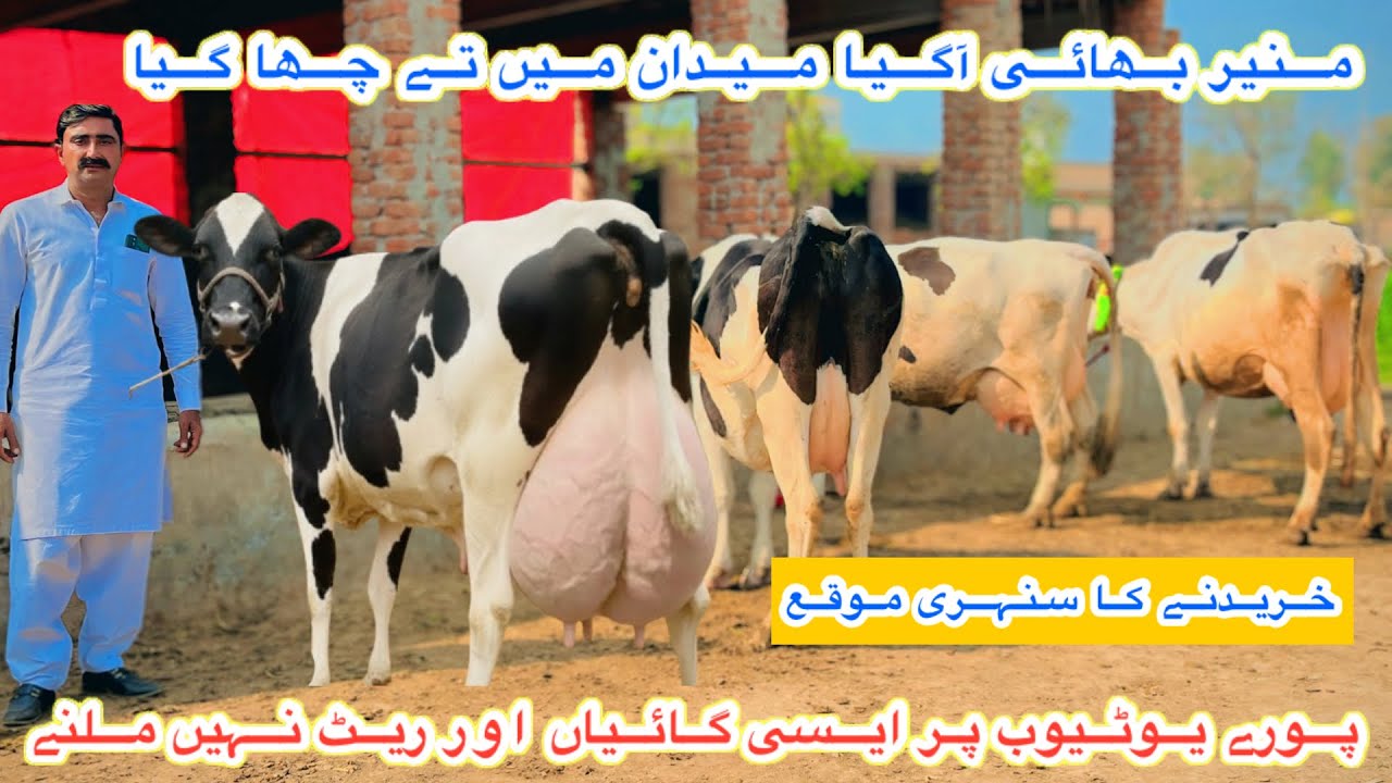 Ma Sha Allah Dairy Farm | Biggest Australian Fresian Cows | Cows For Sale Today | 25 February 2026