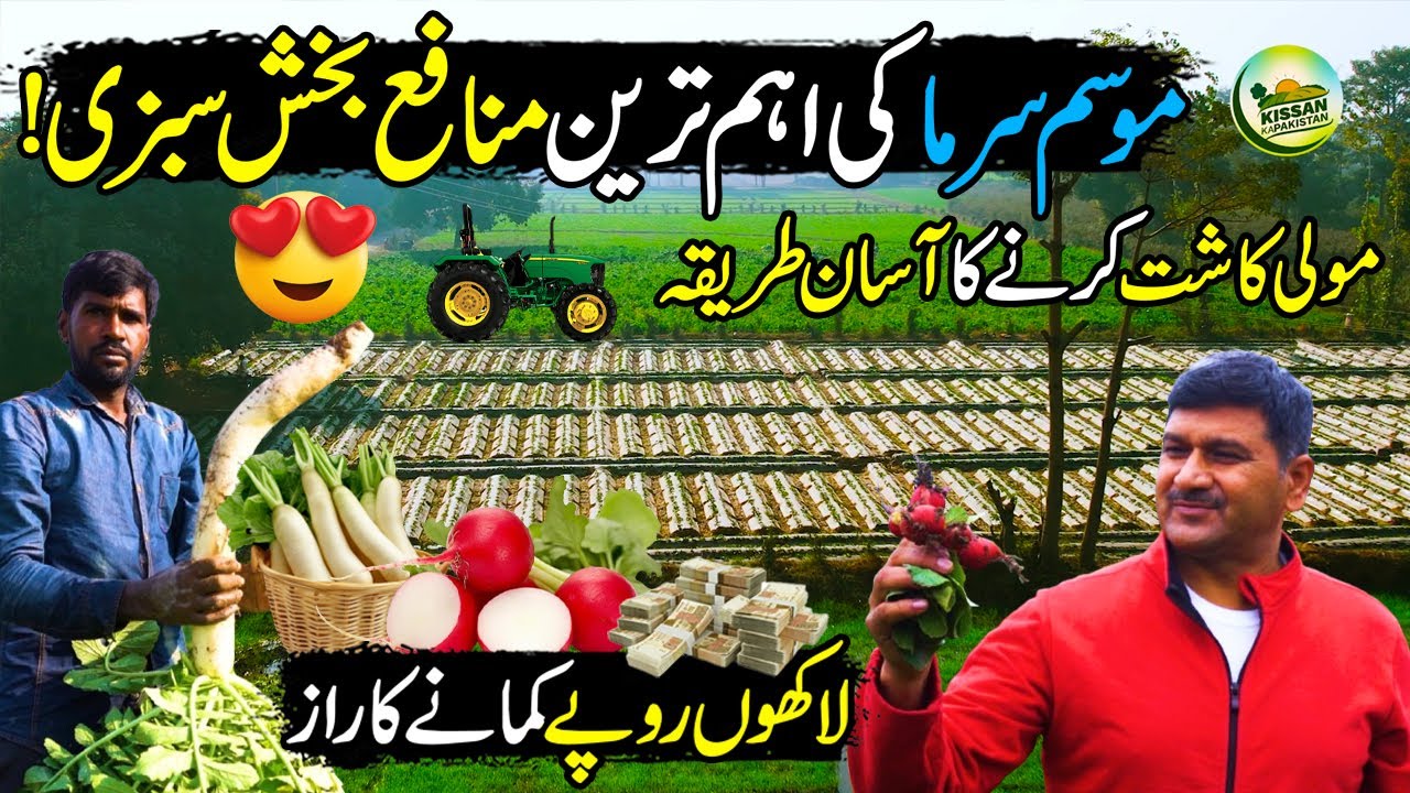 Radish Farming In Pakistan | Winter's Special Vegetable | Profitable Business | Kissan Ka Pakistan